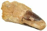 Real Fossil Spinosaurus Tooth - Massive Tooth #254855-1